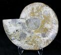 Cut Ammonite Fossil (Half) - Agatized #21591-1
